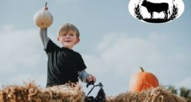 wendover pumpkin patch, weston turville pumpkin patch, pyo pumpkin patch buckinghamshire